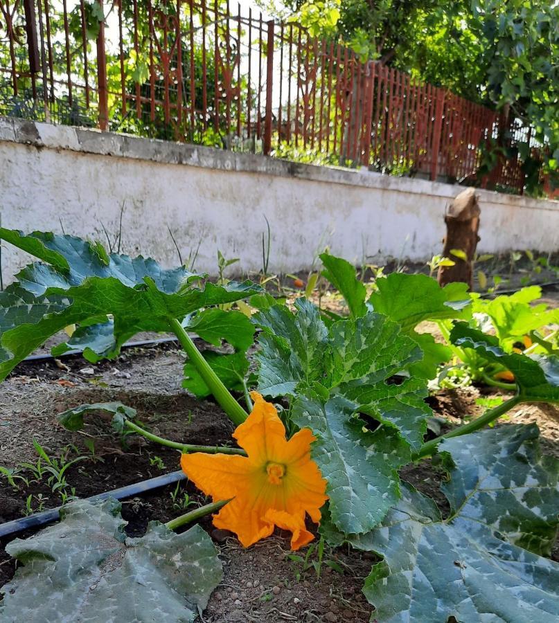 B&B Ioli Vesuvio 에르콜라노 외부 사진